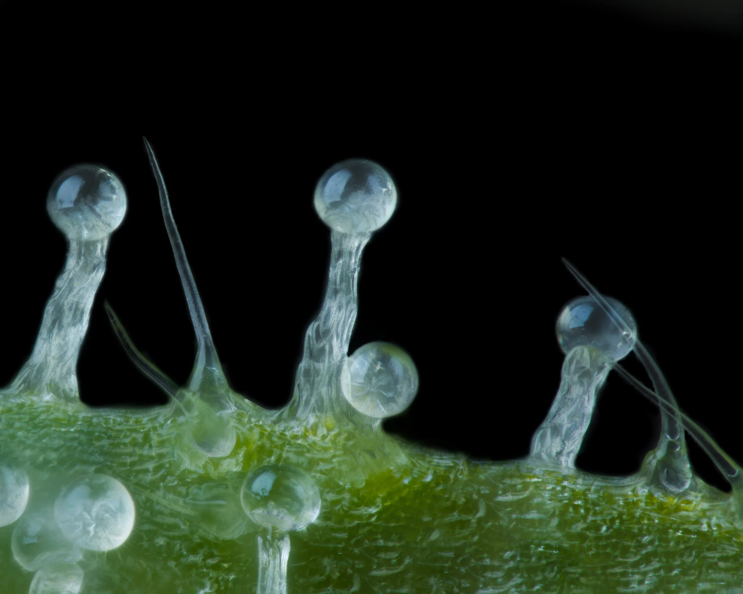 Genetics — Relic Seeds